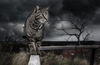 котка - духове